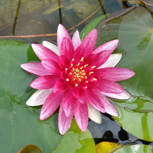 Nymphaea Alba Var Rubra Aquatic Pond Plant - Water Lily Aquatic Plants