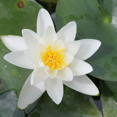 Nymphaea Albatross Aquatic Pond Plant - Water Lily Aquatic Plants