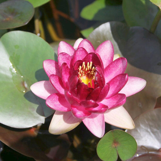 Nymphaea Almost Black Aquatic Pond Plant - Water Lily Aquatic Plants