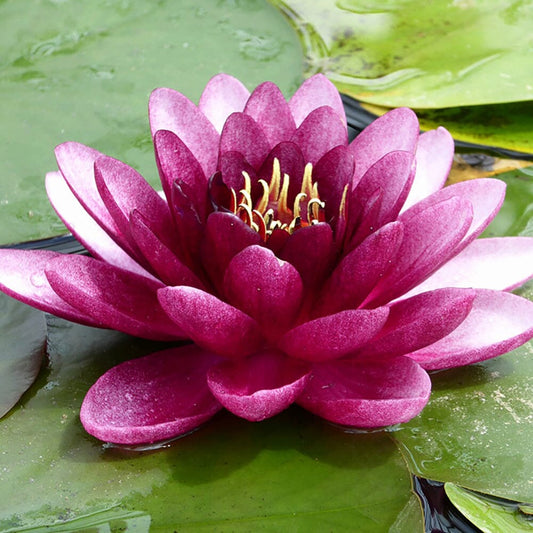 Nymphaea Almost Black Aquatic Pond Plant - Water Lily Aquatic Plants