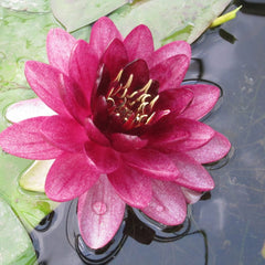Nymphaea Almost Black Aquatic Pond Plant - Water Lily Aquatic Plants