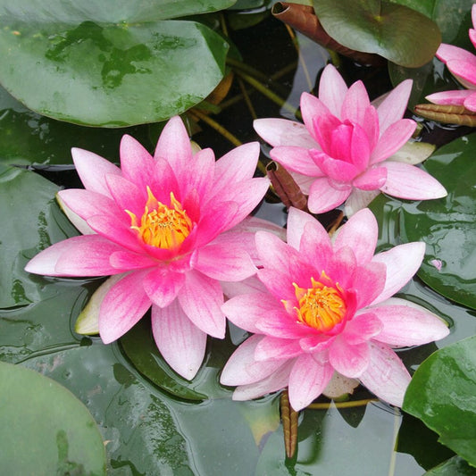 Nymphaea Attraction Aquatic Pond Plant - Water Lily Aquatic Plants