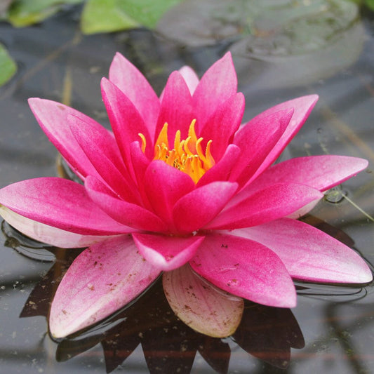 Nymphaea Attraction Aquatic Pond Plant - Water Lily Aquatic Plants