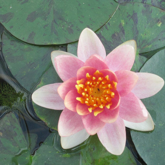 Nymphaea Aurora Aquatic Pond Plant - Water Lily Aquatic Plants