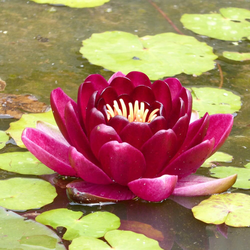 Nymphaea Black Princess Aquatic Pond Plant - Water Lily Aquatic Plants