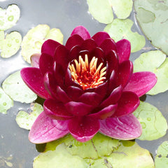 Nymphaea Black Princess Aquatic Pond Plant - Water Lily Aquatic Plants