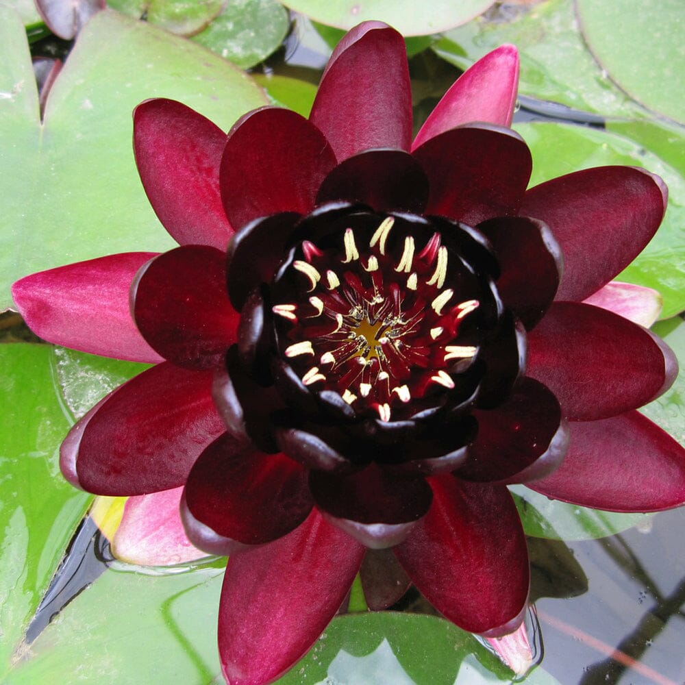 Nymphaea Black Princess Aquatic Pond Plant - Water Lily Aquatic Plants