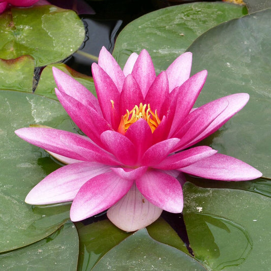 Nymphaea Charles De Meurville Aquatic Pond Plant - Water Lily Aquatic Plants