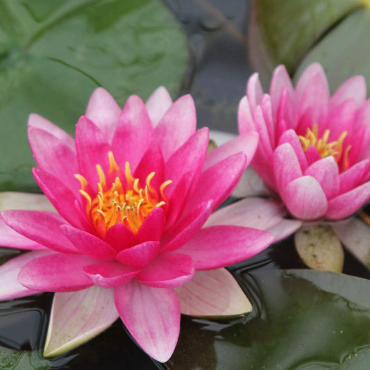 Nymphaea Charles De Meurville Aquatic Pond Plant - Water Lily Aquatic Plants