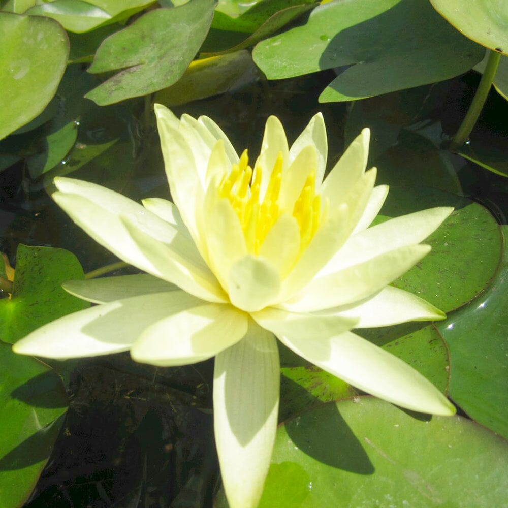 Nymphaea Colonel A J Welch Aquatic Pond Plant - Water Lily Aquatic Plants