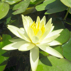 Nymphaea Colonel A J Welch Aquatic Pond Plant - Water Lily Aquatic Plants