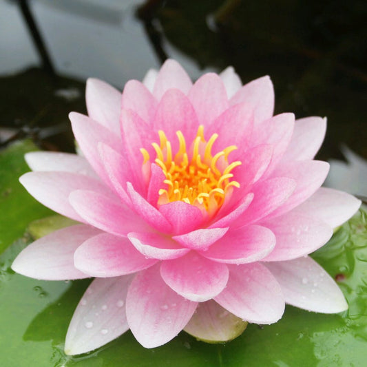 Nymphaea Darwin Hollandia Aquatic Pond Plant - Water Lily Aquatic Plants