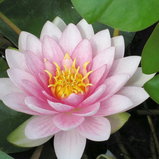 Nymphaea Darwin Hollandia Aquatic Pond Plant - Water Lily Aquatic Plants