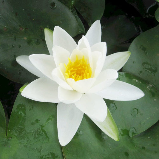 Nymphaea Gladstoniana Aquatic Pond Plant - Water Lily Aquatic Plants