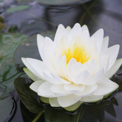 Nymphaea Gonnere Aquatic Pond Plant - Water Lily Aquatic Plants