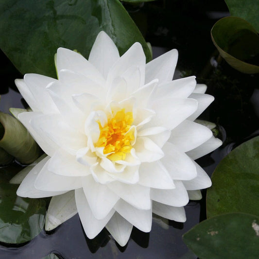 Nymphaea Gonnere Aquatic Pond Plant - Water Lily Aquatic Plants