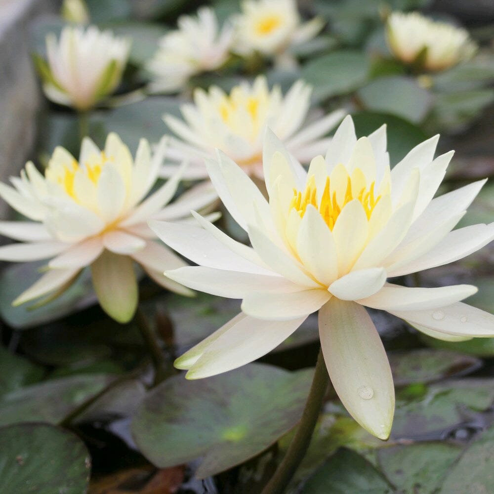 Nymphaea Inner Light Aquatic Pond Plant - Water Lily Aquatic Plants