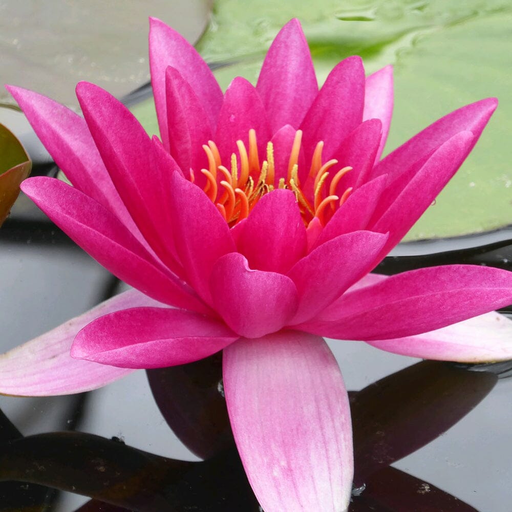 Nymphaea James Brydon Aquatic Pond Plant - Water Lily Aquatic Plants