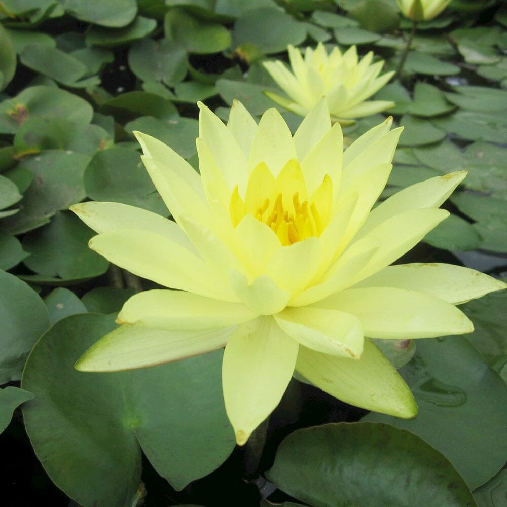 Nymphaea Joey Tomocik Aquatic Pond Plant - Water Lily Aquatic Plants