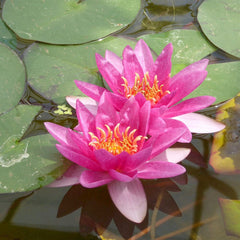 Nymphaea Laydekeri Lilacea Aquatic Pond Plant - Water Lily Aquatic Plants