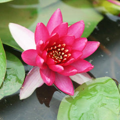 Nymphaea Liou Aquatic Pond Plant - Water Lily Aquatic Plants