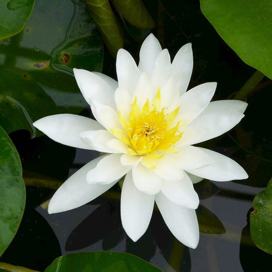 Nymphaea Marliacea Albida Aquatic Pond Plant - Water Lily Aquatic Plants