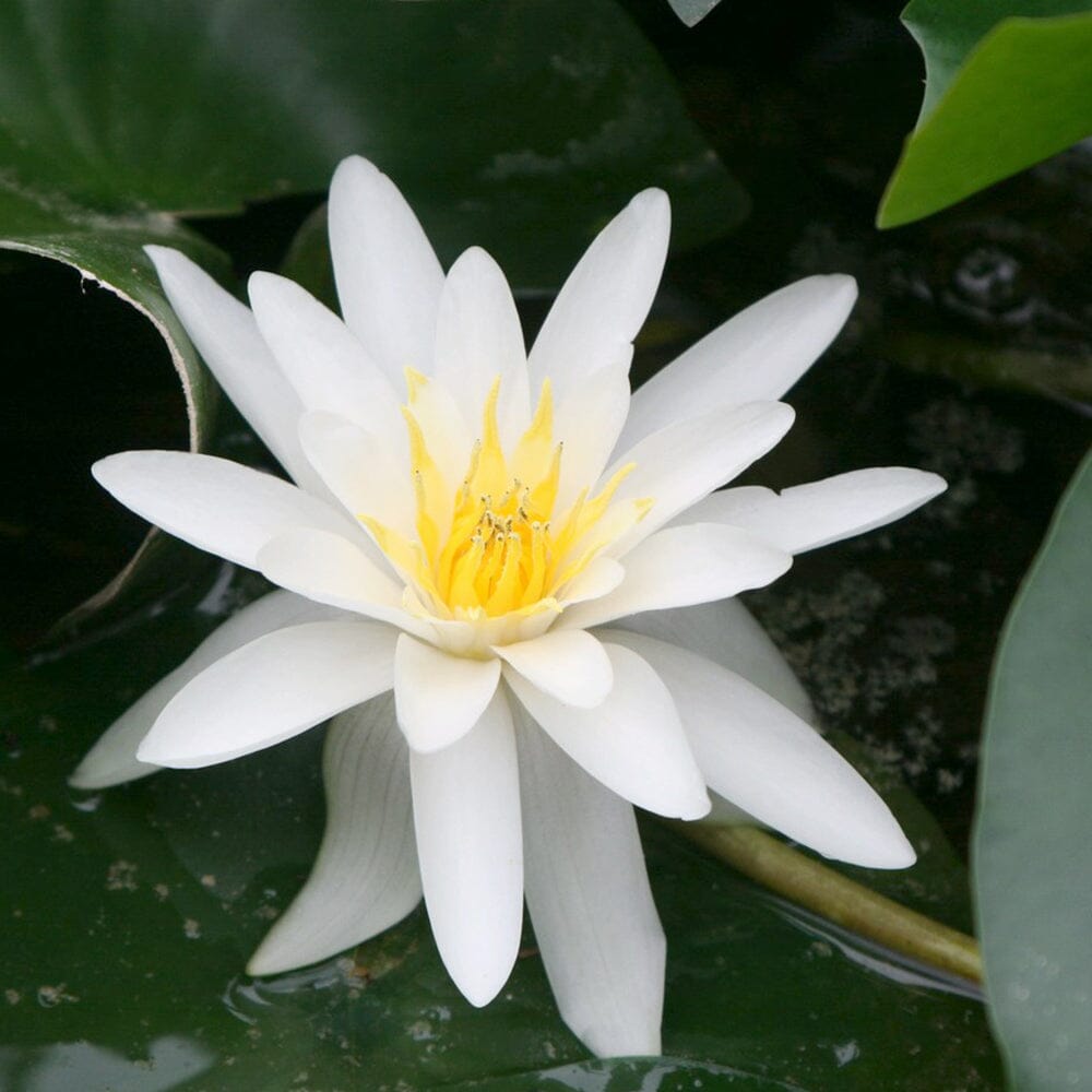 Nymphaea Marliacea Albida Aquatic Pond Plant - Water Lily Aquatic Plants