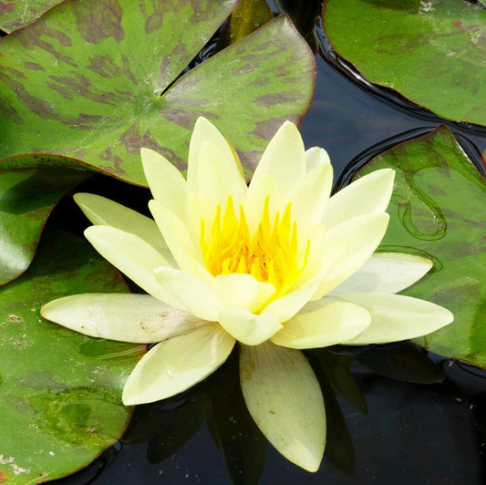 Nymphaea Marliacea Chromatella Aquatic Pond Plant - Water Lily Aquatic Plants