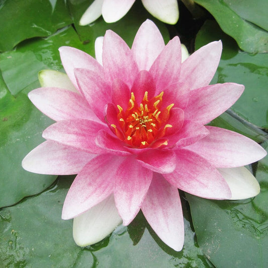 Nymphaea Mrs Richmond Aquatic Pond Plant - Water Lily Aquatic Plants