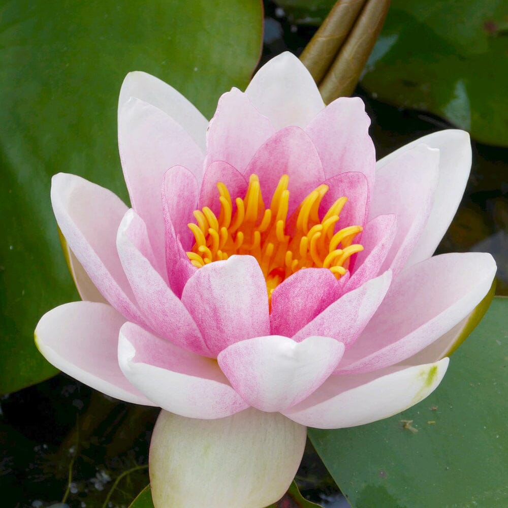 Nymphaea Mrs Richmond Aquatic Pond Plant - Water Lily Aquatic Plants