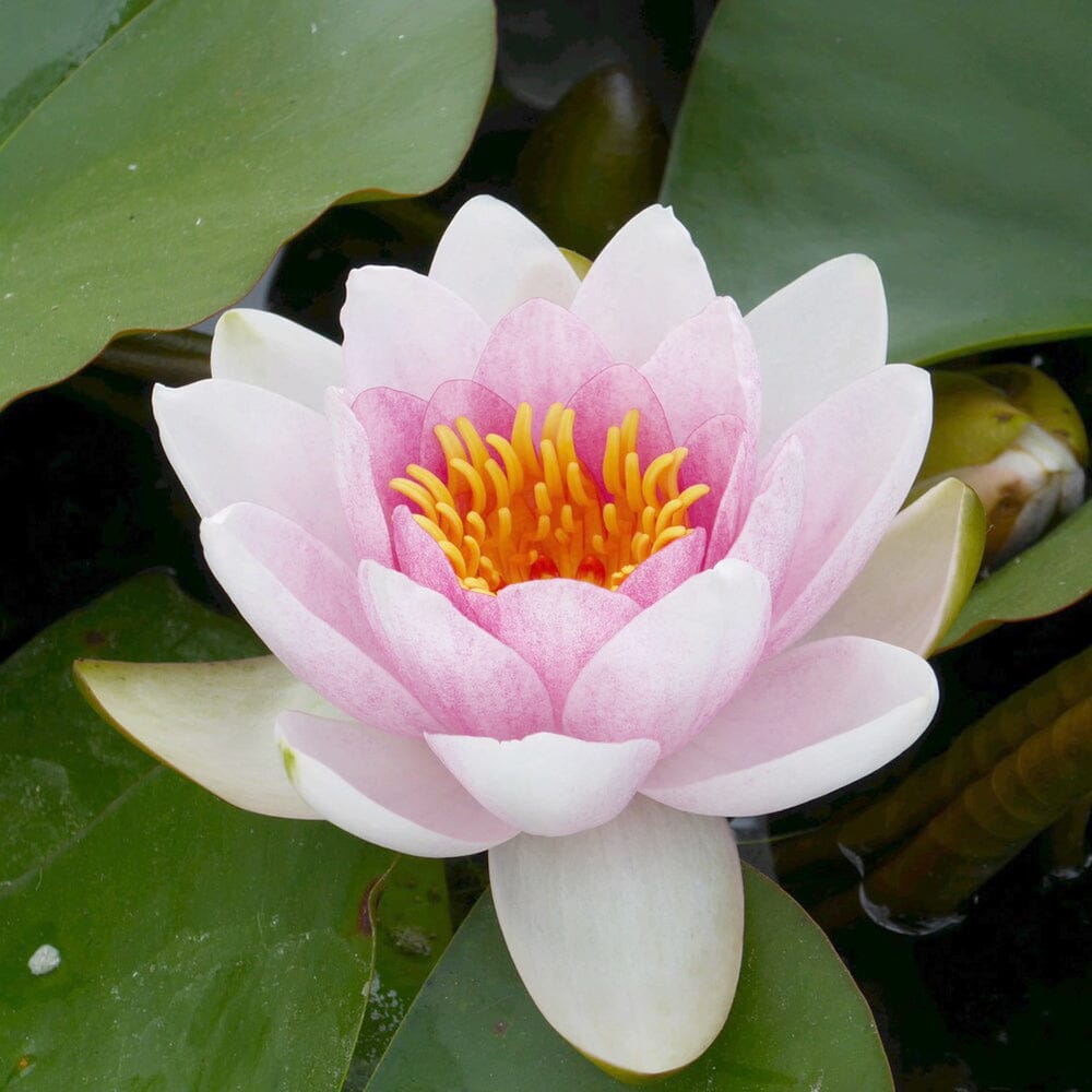 Nymphaea Mrs Richmond Aquatic Pond Plant - Water Lily Aquatic Plants