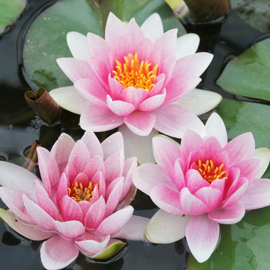 Nymphaea Mrs Richmond Aquatic Pond Plant - Water Lily Aquatic Plants