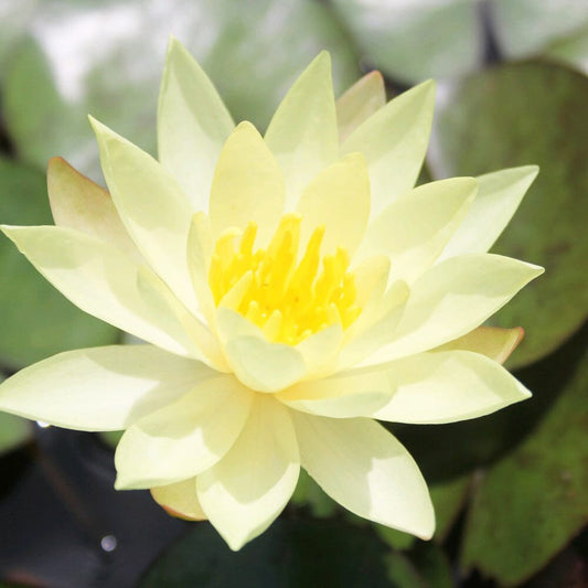 Nymphaea Odorata Sulphurea Aquatic Pond Plant - Water Lily Aquatic Plants