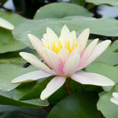 Nymphaea Paul Hariot Aquatic Pond Plant - Water Lily Aquatic Plants