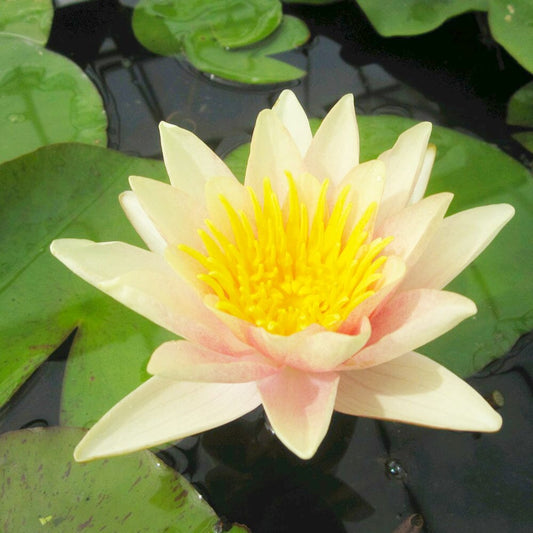 Nymphaea Paul Hariot Aquatic Pond Plant - Water Lily Aquatic Plants