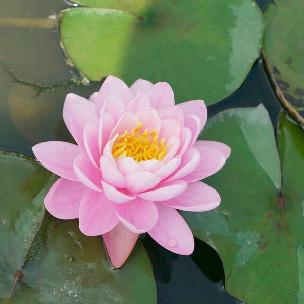 Nymphaea Pink Peony Aquatic Pond Plant - Water Lily – Plants For All ...