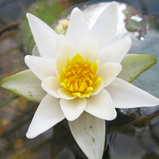 Nymphaea Pygmaea Alba Aquatic Pond Plant - Water Lily Aquatic Plants