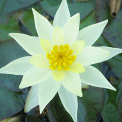 Nymphaea Pygmaea Helvola Aquatic Pond Plant - Water Lily Aquatic Plants