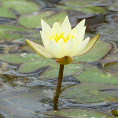 Nymphaea Pygmaea Helvola Aquatic Pond Plant - Water Lily Aquatic Plants