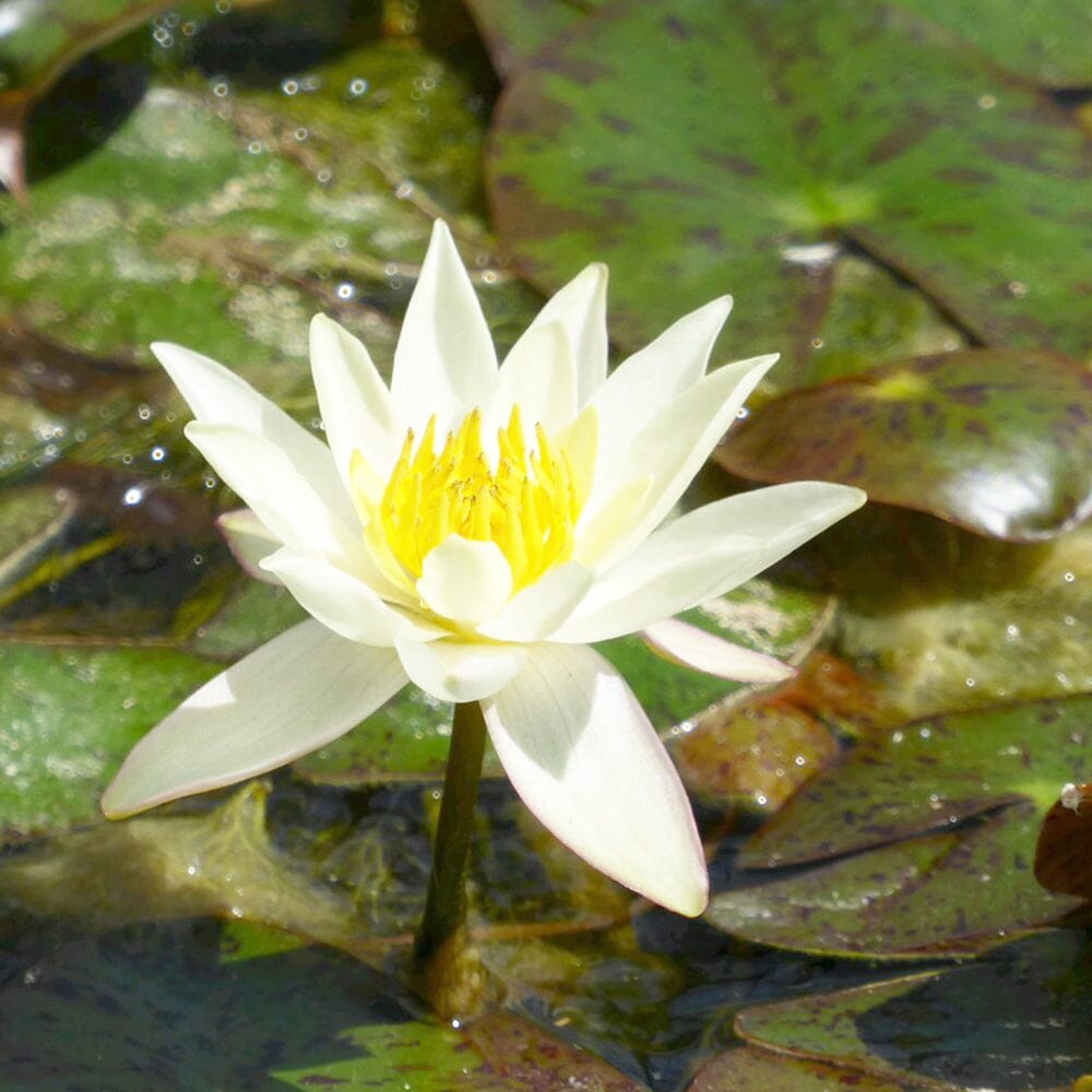 Nymphaea Pygmaea Helvola Aquatic Pond Plant - Water Lily Aquatic Plants