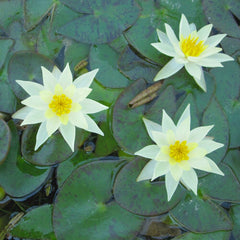 Nymphaea Pygmaea Helvola Aquatic Pond Plant - Water Lily Aquatic Plants