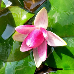 Nymphaea Sirius Aquatic Pond Plant - Water Lily Aquatic Plants