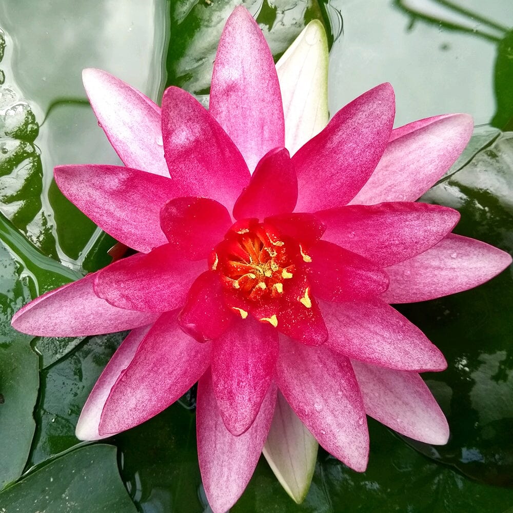 Nymphaea Sirius Aquatic Pond Plant - Water Lily Aquatic Plants