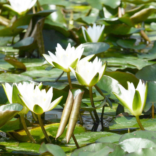 Nymphaea Snow Princess Aquatic Pond Plant - Water Lily Aquatic Plants