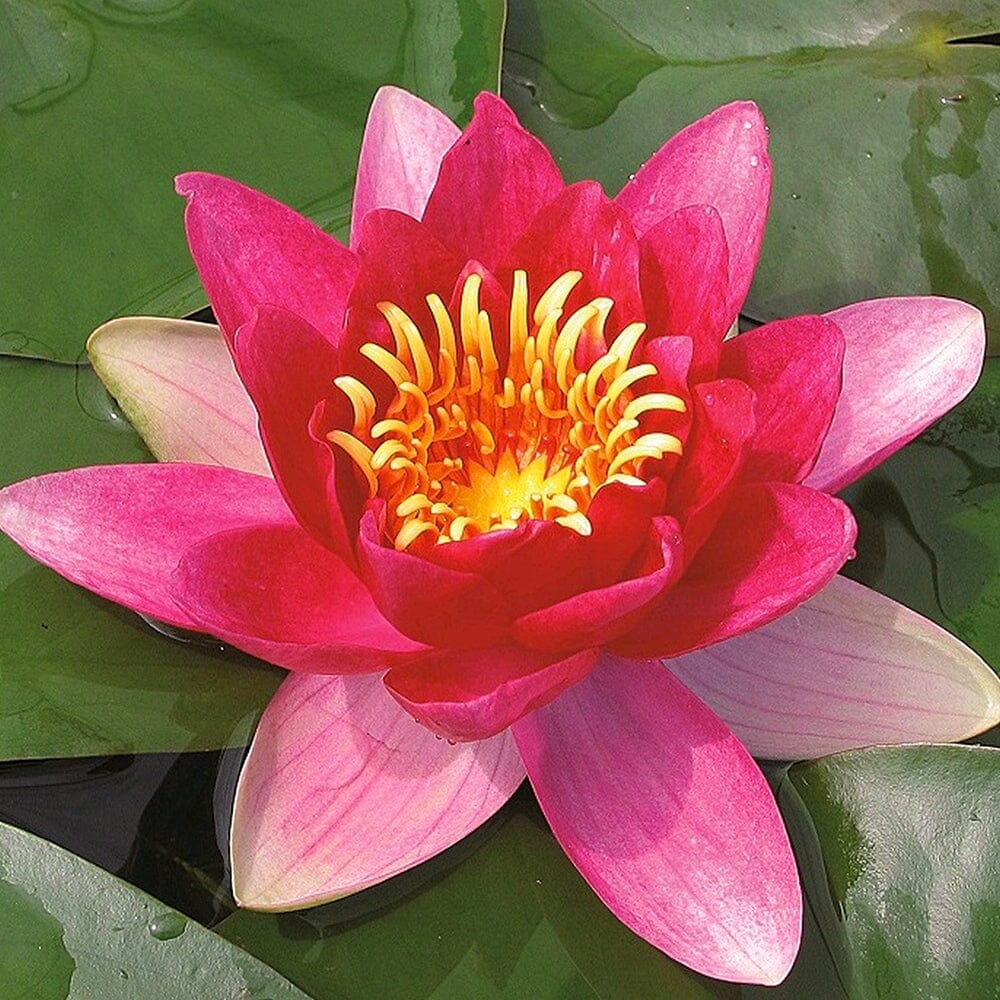 Nymphaea Vesuve Aquatic Pond Plant - Water Lily Aquatic Plants