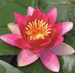 Nymphaea Vesuve Aquatic Pond Plant - Water Lily Aquatic Plants