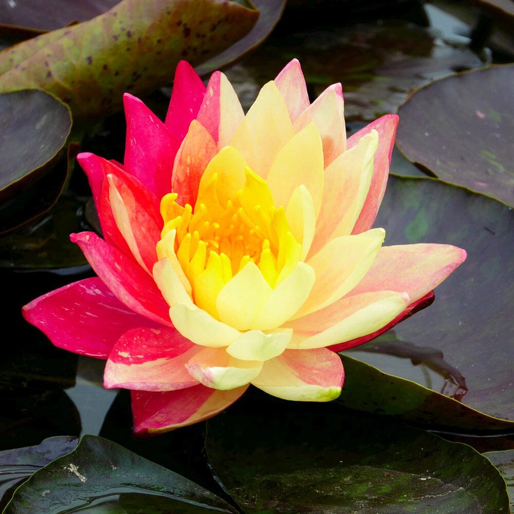 Nymphaea Wanvisa Aquatic Pond Plant - Water Lily Aquatic Plants