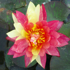 Nymphaea Wanvisa Aquatic Pond Plant - Water Lily Aquatic Plants