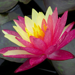 Nymphaea Wanvisa Aquatic Pond Plant - Water Lily Aquatic Plants