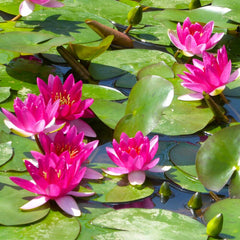 Nymphaea Xiafei Aquatic Pond Plant - Water Lily Aquatic Plants